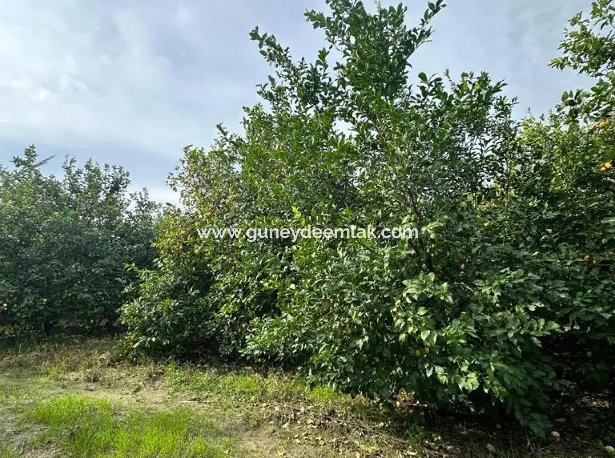 18 Acres Of Land For Sale In Muğla Ortaca Akıncı