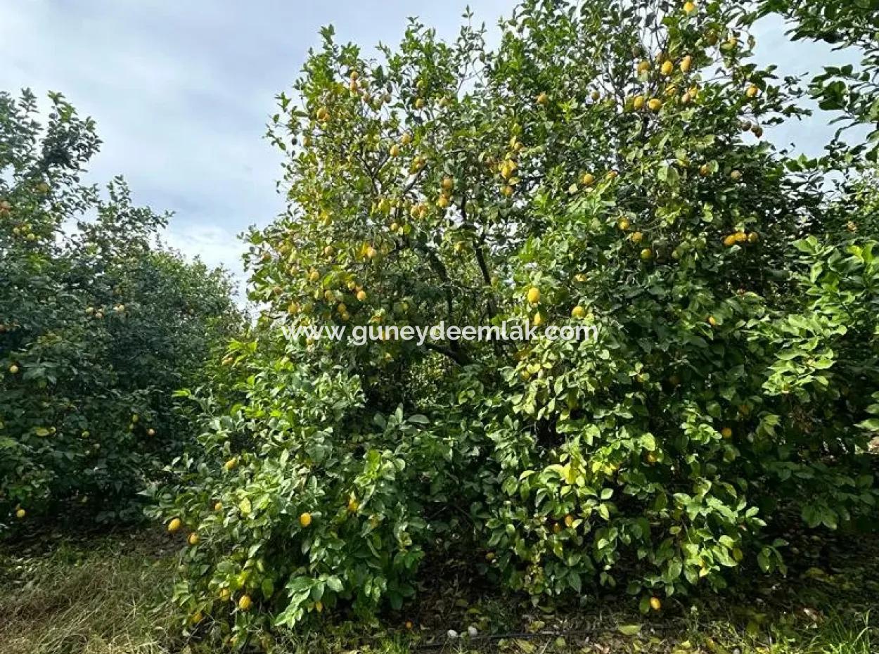 18 Acres Of Land For Sale In Muğla Ortaca Akıncı