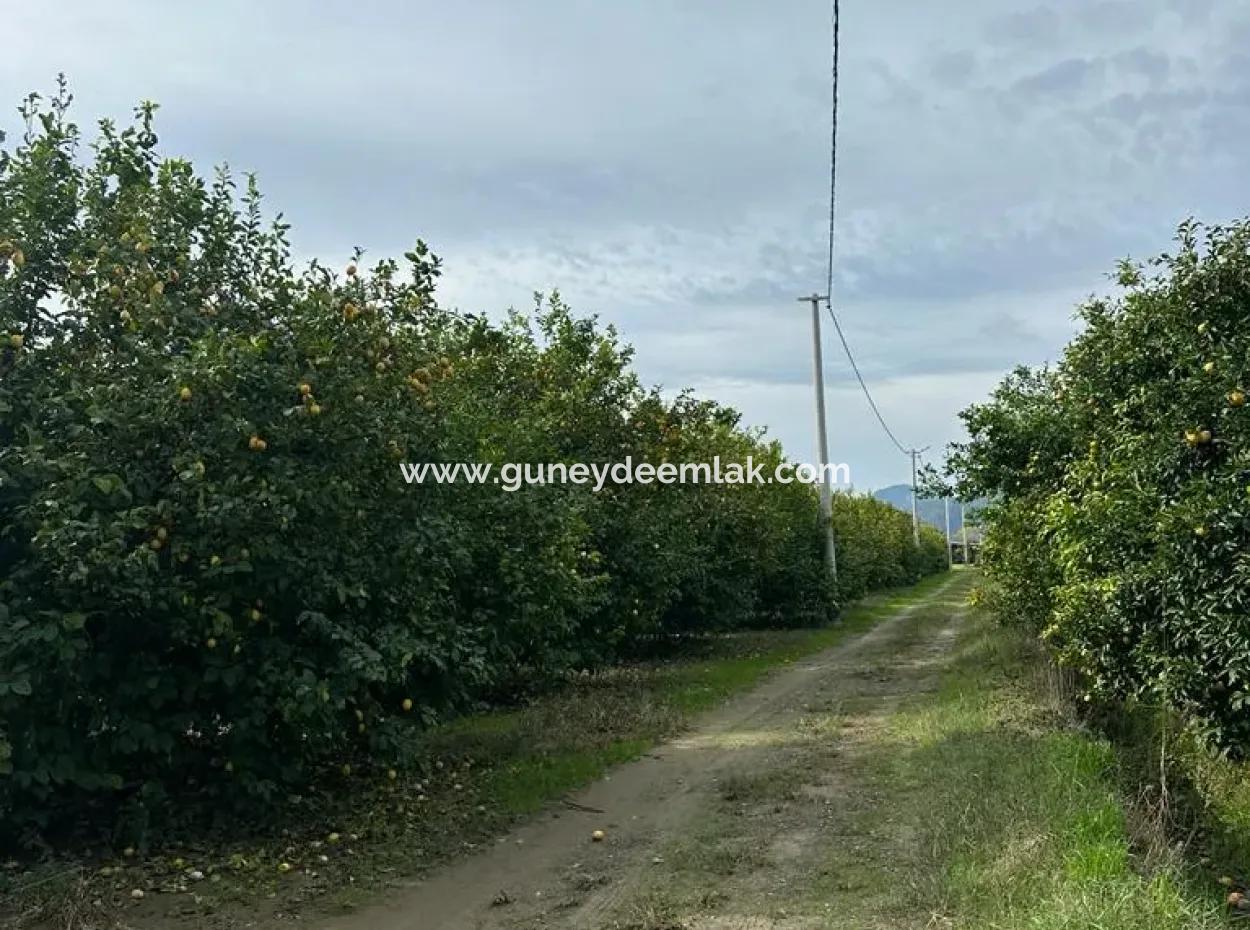 18 Acres Of Land For Sale In Muğla Ortaca Akıncı