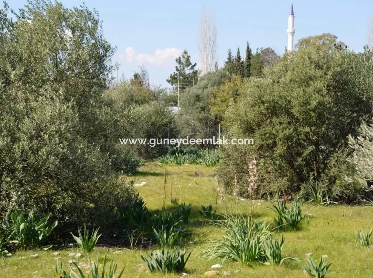 Villa For Sale Bargain Ortaca In The Plot