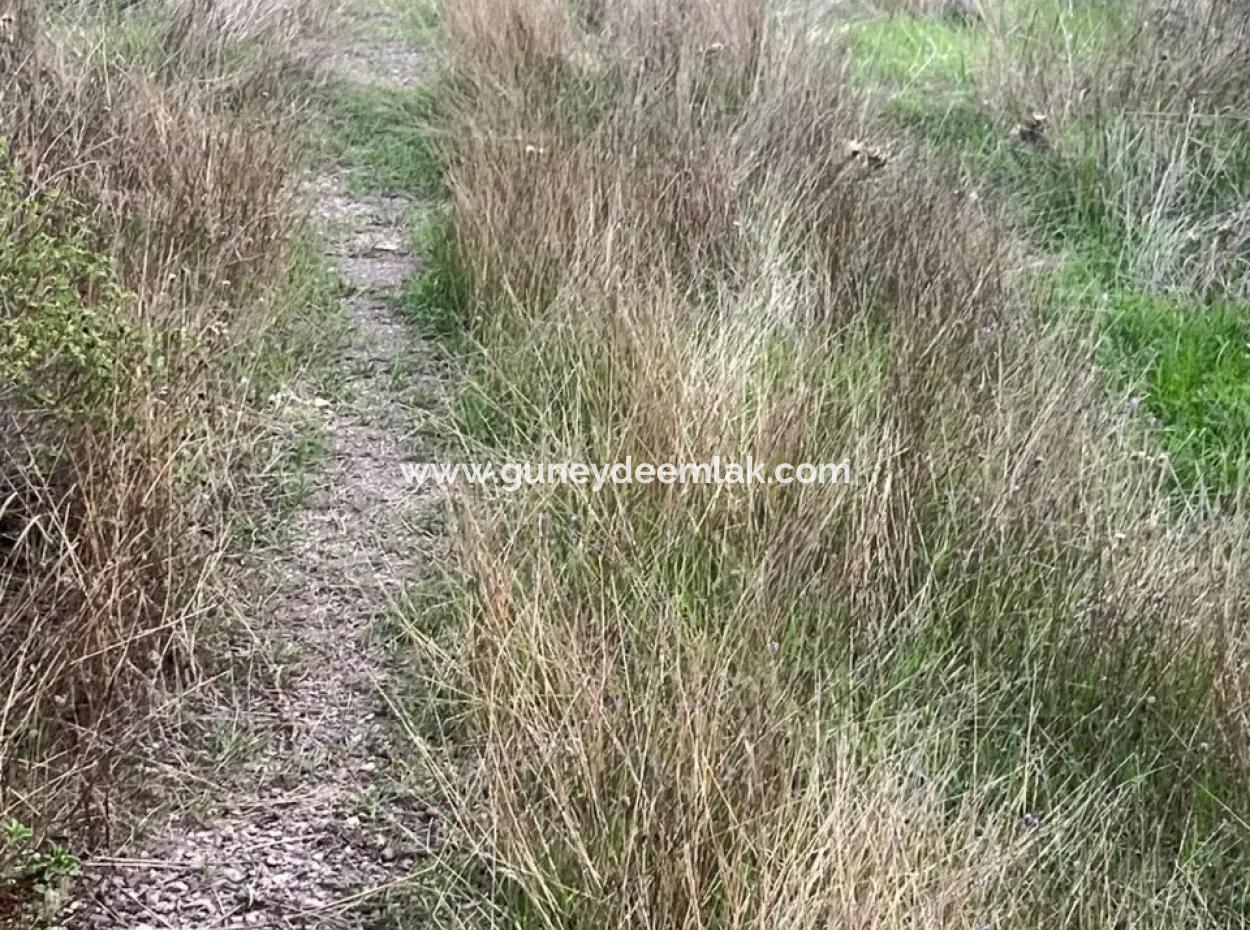 1.025 M2 Qualified Olive Grove Land In Muğla Milas Çakıralan Is For Sale