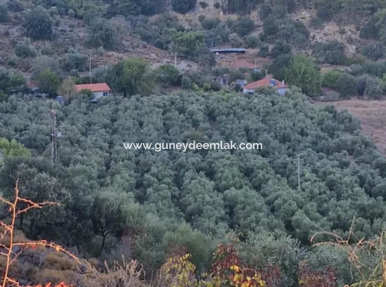Muğla Köyceğiz Çandır Mah.4 250 M2 Olive Grove For Sale