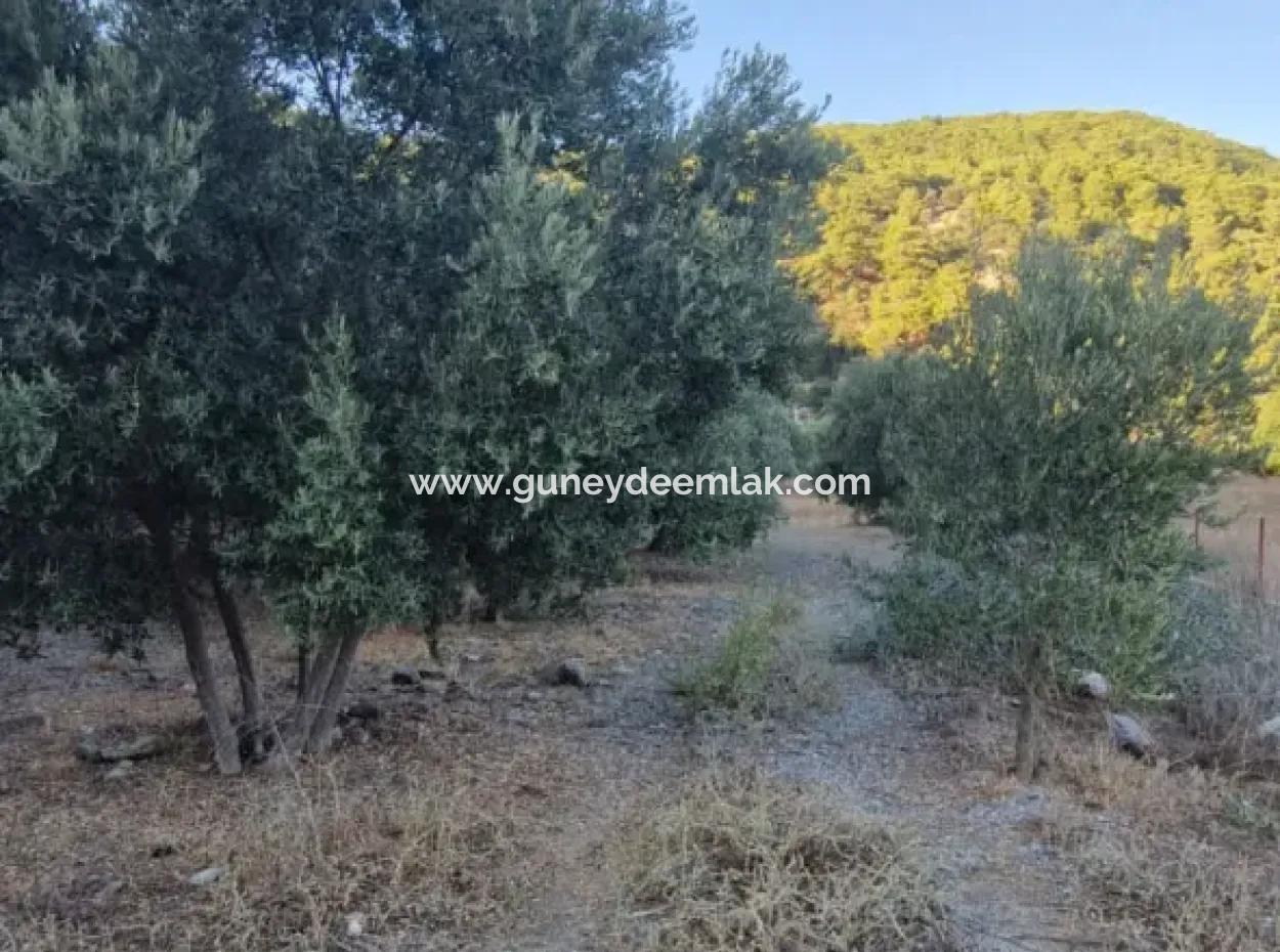Muğla Köyceğiz Çandır Mah.4 250 M2 Olive Grove For Sale