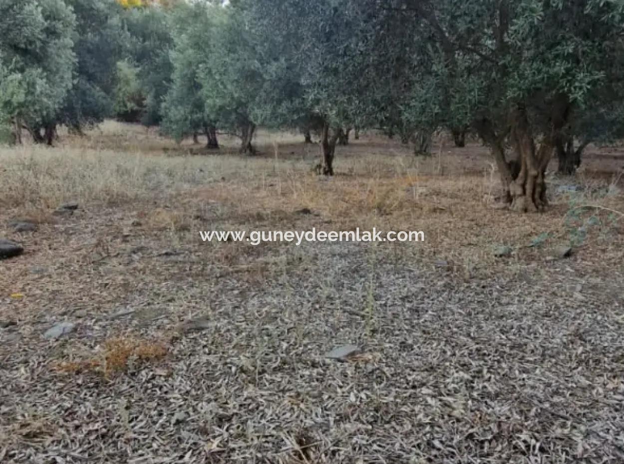 Muğla Köyceğiz Çandır Mah.4 250 M2 Olive Grove For Sale