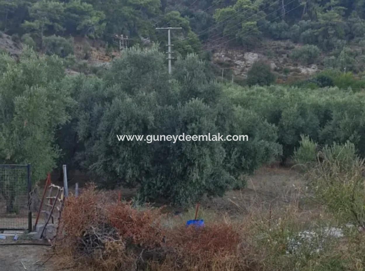 Muğla Köyceğiz Çandır Mah.4 250 M2 Olive Grove For Sale