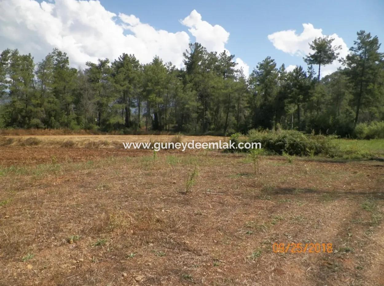 In Beyoba Of Fertile Land For Sale Bargain
