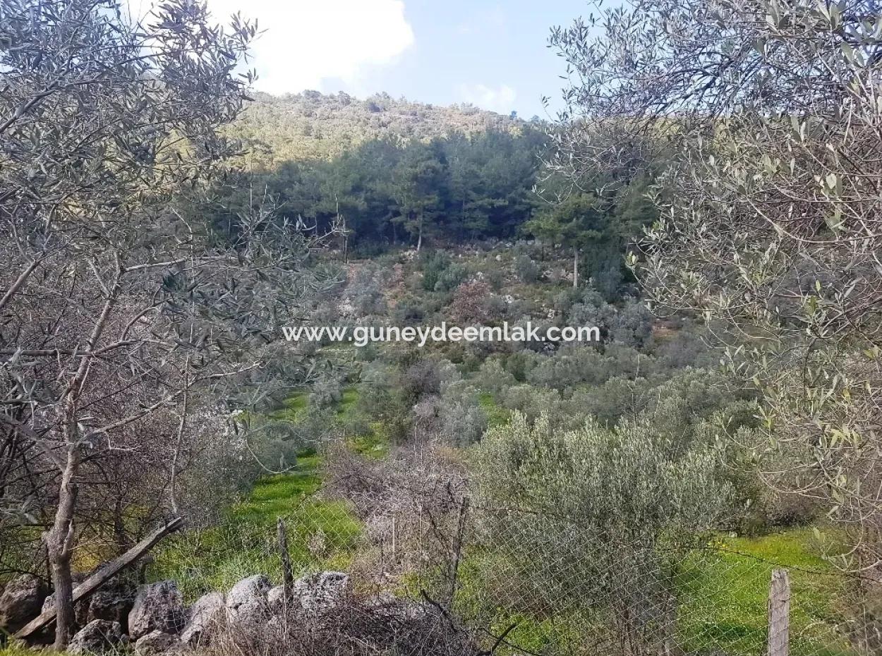 Land For Sale In Dalaman Honor Kircagedire