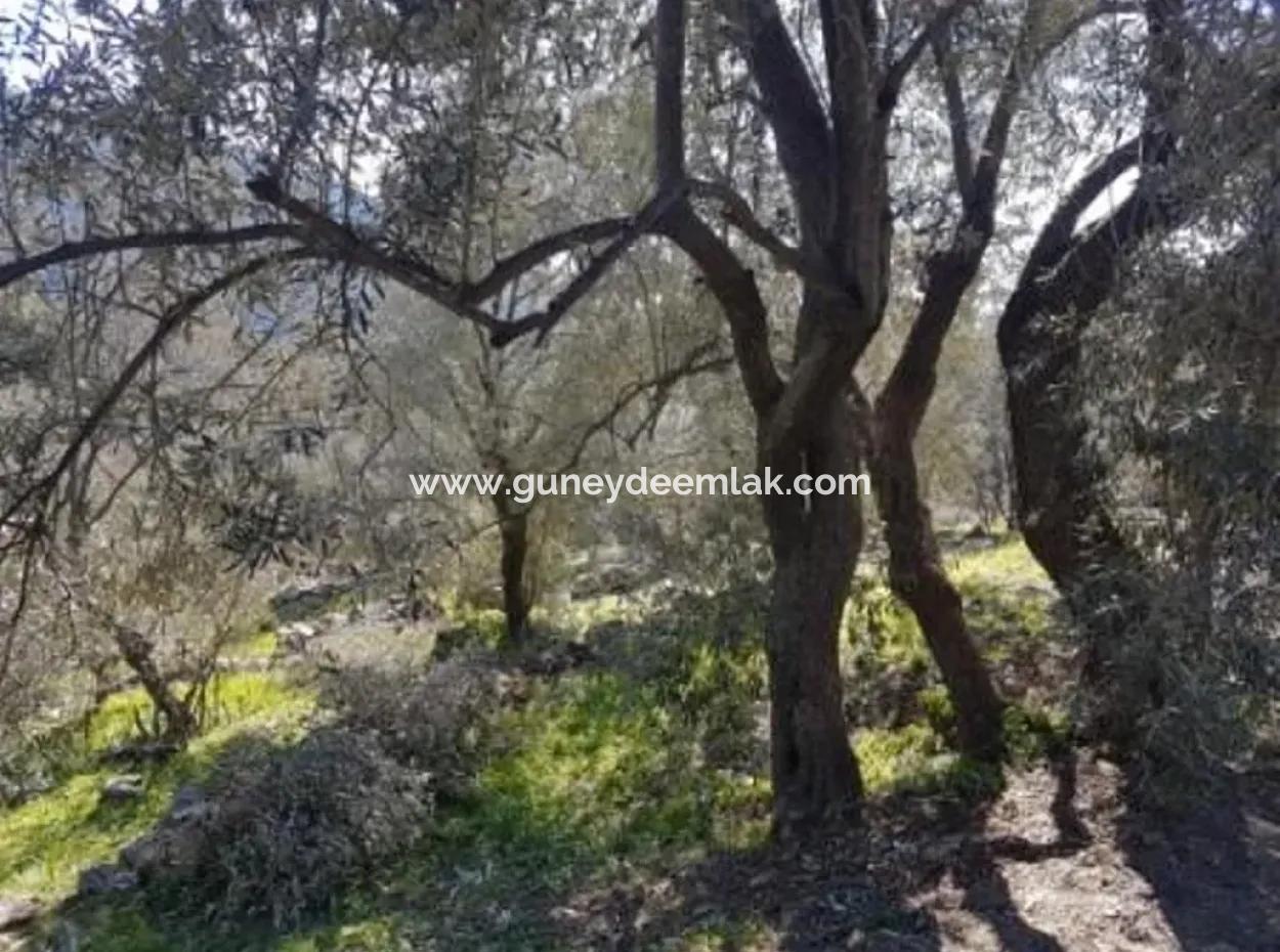 Sea View Land For Sale In Göcek Gökçeovacık