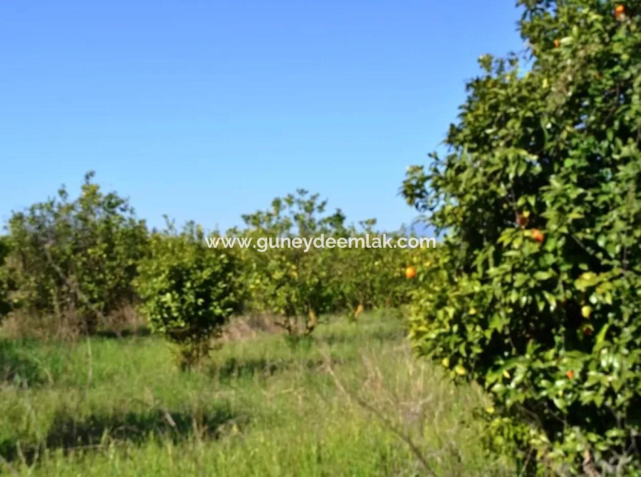 Lemon Garden For Sale Bargain Ortaca