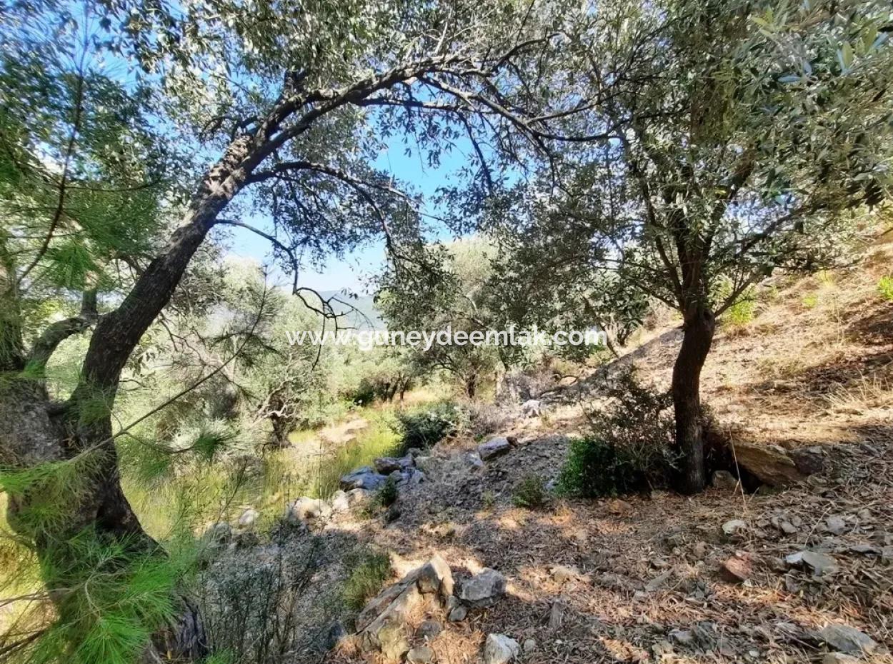 400 M2 Plot For Sale Bargain Ortaca Sarıgerme