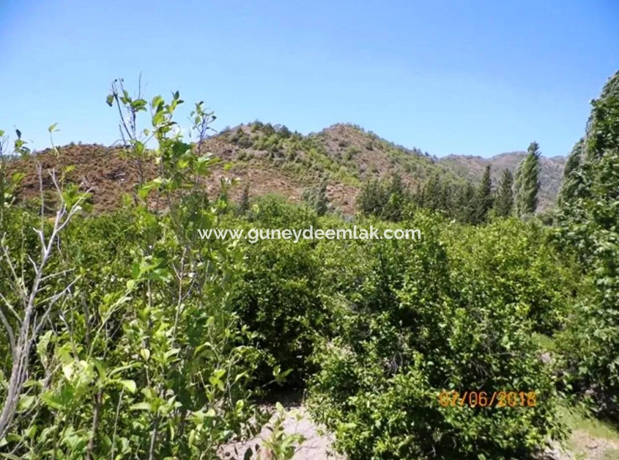 Lemon Garden For Sale In Dalaman Muğla Native Tasliburun 5 330 M2