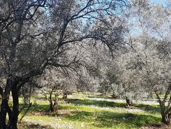 Land For Sale With Lake View In Köycegiz Zeytin Area