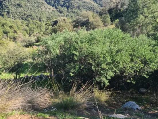 15.000 M² Detached Land With A Partial Sea View Is For Sale In Muğla Fethiye İnlice Mahallesi Kertmeç Location.