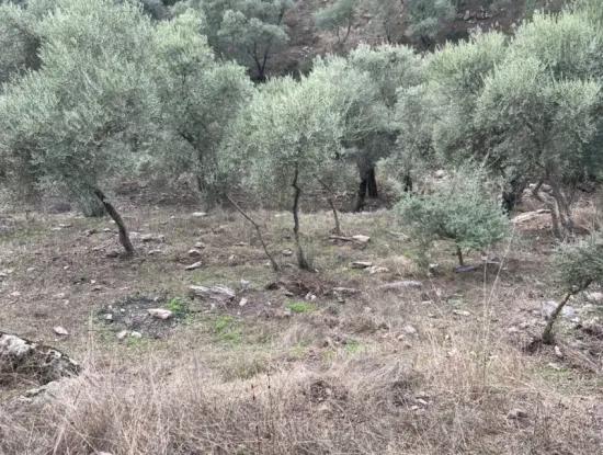 1.025 M2 Qualified Olive Grove Land In Muğla Milas Çakıralan Is For Sale