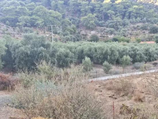Muğla Köyceğiz Çandır Mah.4 250 M2 Olive Grove For Sale