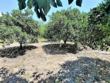 Detached Title Deed Close To The Lake In Köyceğiz 2 650 M2 Citrus Garden For Sale Or Exchange