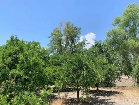 Detached Title Deed Close To The Lake In Köyceğiz 2 650 M2 Citrus Garden For Sale Or Exchange