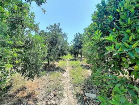 Detached Title Deed Close To The Lake In Köyceğiz 2 650 M2 Citrus Garden For Sale Or Exchange