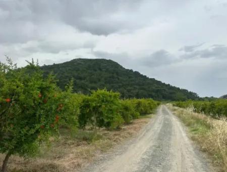 6.250 M² Well-Kept Bargain Pomegranate Garden For Sale In Dalyan, Muğla