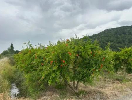 6.250 M² Well-Kept Bargain Pomegranate Garden For Sale In Dalyan, Muğla