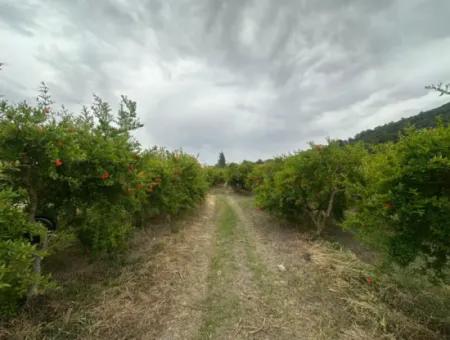 6.250 M² Well-Kept Bargain Pomegranate Garden For Sale In Dalyan, Muğla