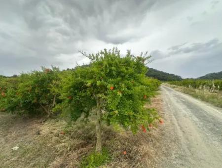 6.250 M² Well-Kept Bargain Pomegranate Garden For Sale In Dalyan, Muğla
