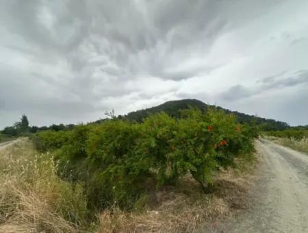 6.250 M² Well-Kept Bargain Pomegranate Garden For Sale In Dalyan, Muğla
