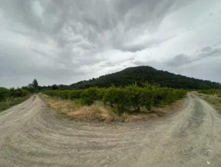 6.250 M² Well-Kept Bargain Pomegranate Garden For Sale In Dalyan, Muğla