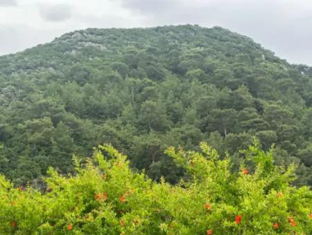6.250 M² Well-Kept Bargain Pomegranate Garden For Sale In Dalyan, Muğla