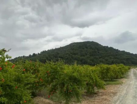 6.250 M² Well-Kept Bargain Pomegranate Garden For Sale In Dalyan, Muğla