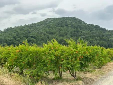 6.250 M² Well-Kept Bargain Pomegranate Garden For Sale In Dalyan, Muğla