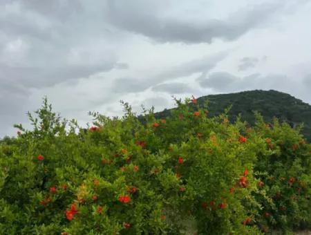 6.250 M² Well-Kept Bargain Pomegranate Garden For Sale In Dalyan, Muğla