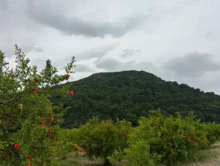 6.250 M² Well-Kept Bargain Pomegranate Garden For Sale In Dalyan, Muğla