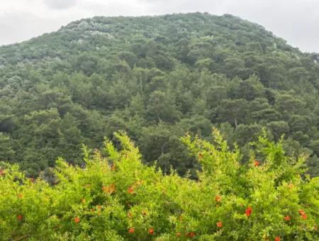 6.250 M² Well-Kept Bargain Pomegranate Garden For Sale In Dalyan, Muğla