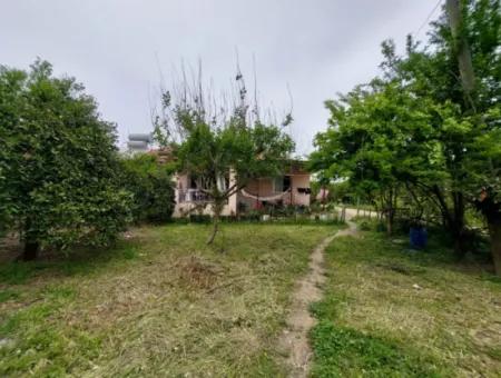 Village House And Farm For Sale On 6.650 M² Fertile Land In Muğla Köyceğiz Poplar