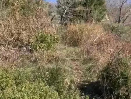 406 M2 Land For Sale In Menteşe Zeytinköy 