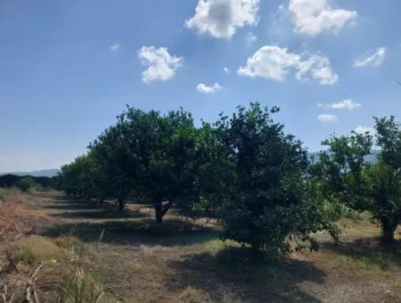250 M2 Cooperative Land On The Border Of Muğla Okçular Dalyan Is For Sale At An Urgent Bargain Price