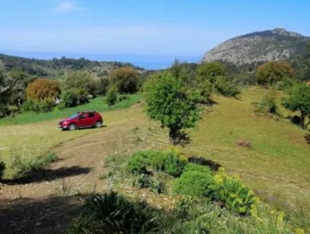 Muğla Ortaca Gökbelde 3200 M2 Shared Land For Sale