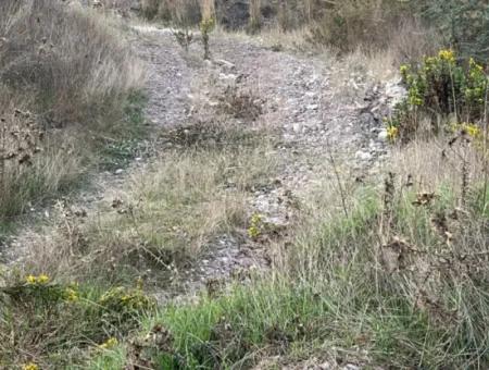 1.025 M2 Qualified Olive Grove Land In Muğla Milas Çakıralan Is For Sale