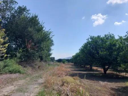 Muğla Okçular On The Border Of Dalyan 750 M2 Cooperative Land Is For Sale At An Urgent Bargain Price