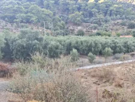 Muğla Köyceğiz Çandır Mah.4 250 M2 Olive Grove For Sale