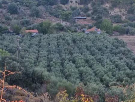 Muğla Köyceğiz Çandır Mah.4 250 M2 Olive Grove For Sale