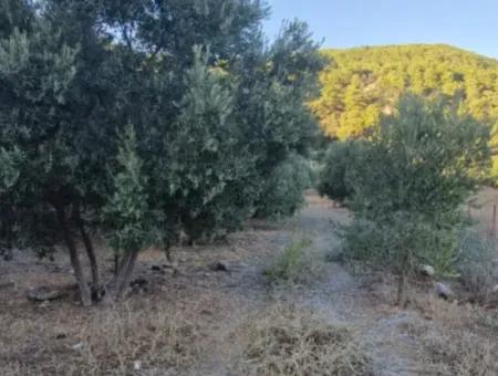 Muğla Köyceğiz Çandır Mah.4 250 M2 Olive Grove For Sale