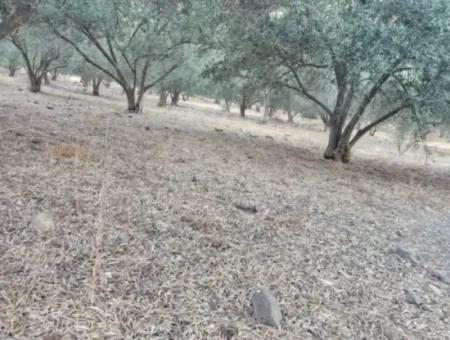 Muğla Köyceğiz Çandır Mah.4 250 M2 Olive Grove For Sale