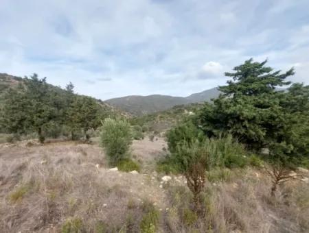 8.400 M² Bargain Olive Grove For Sale With Detached Title Deed In Datça Yazı, Muğla