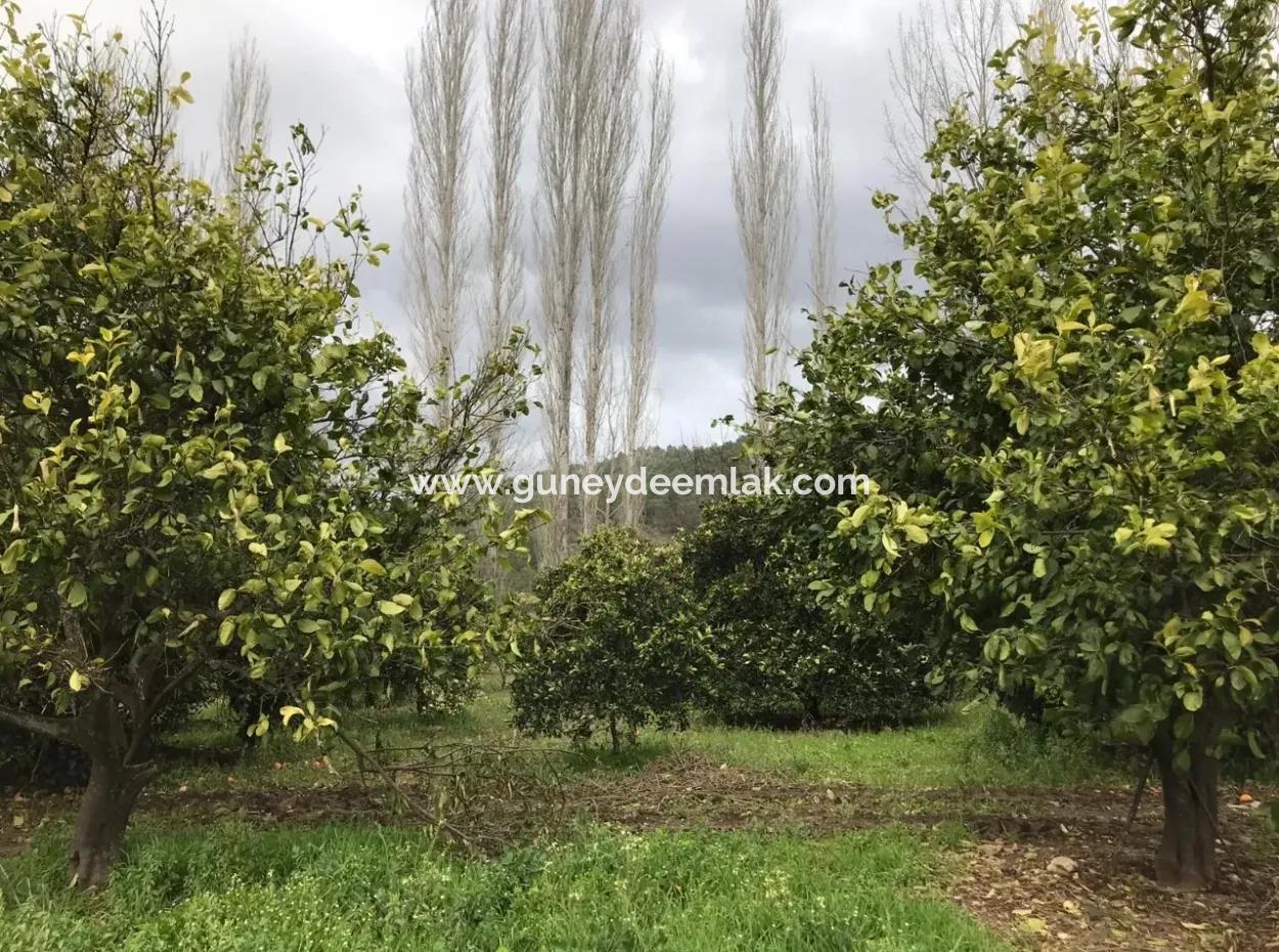 Köyceğiz Beyobası Nda Satılık 19570 M2 Verimli Arazi