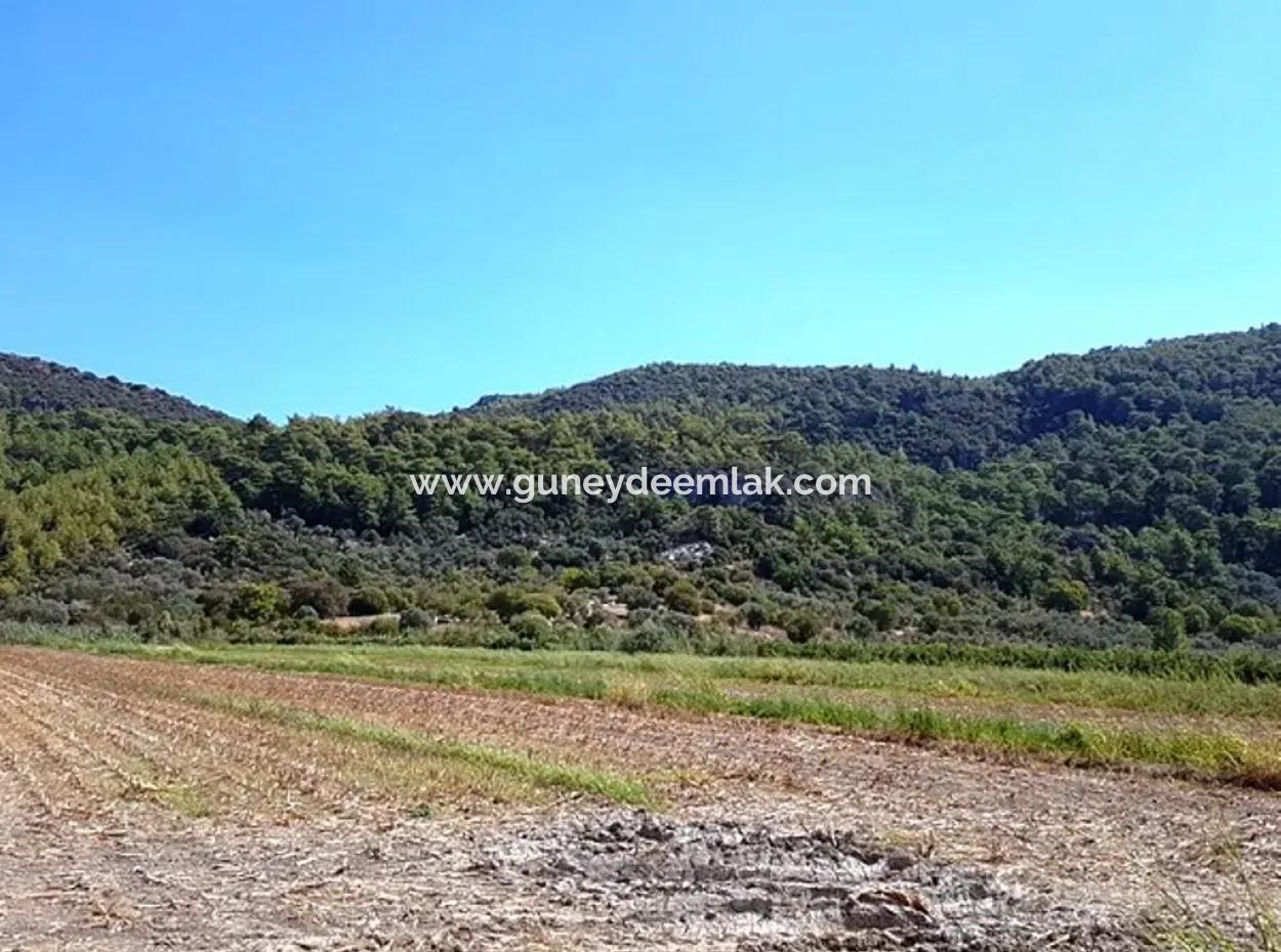 Muğla Ortaca Güzelyurtta Satılık Verimli Kelepir Arazi