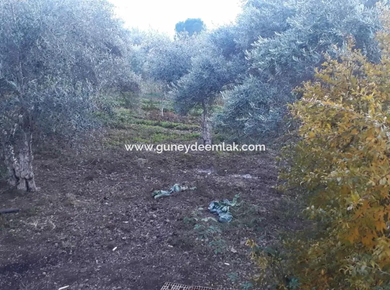 Köyceğiz Toparlarda Satılık Göl Manzaralı İmarlı Arsalar