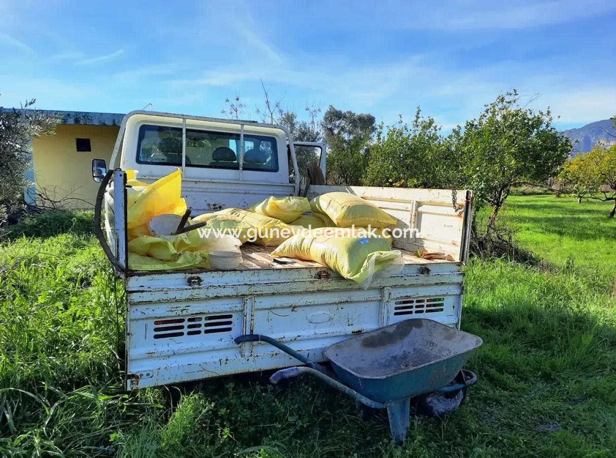 Ortaca Dalaklıda Satılık 10 000 M2 Müstakil Limon Bahçesi