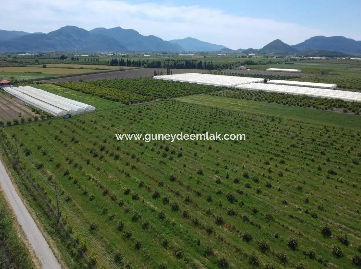 Ortaca Eskiköy De 26700 M2 Bakımlı Limon Bahçesi Satılık